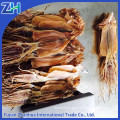 hot sale frozen dried argentina illex squid in Thailand